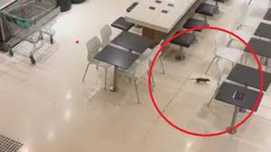Γιγάντιοι αρουραίοι εισβάλουν σε εστιατόρο εμπορικού κέντρου (βίντεο)