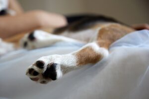 Αυτή είναι η λιχουδιά που πωλείται σε σούπερ μάρκετ και pet shops και στέλνει τα σκυλάκια στην εντατική