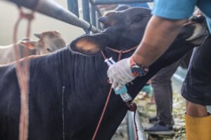 Επιδημία αφθώδους πυρετού σε κοπάδια στη Γερμανία μετά από 40 χρόνια – Έκτακτα μέτρα και ζώνες αποκλεισμού