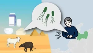 Ένα από τα στελέχη E. coli που απομονώθηκαν σε τυρί στην Αίγυπτο το 2018 ήταν το ίδιο με αυτό  που προκάλεσε τροφική δηλητηρίαση σε 1.800 μαθητές στην Ιαπωνία το 2021