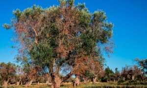Επικαιροποίηση της βάσης δεδομένων για τα φυτά ξενιστές του Xylella spp. από την EFSA