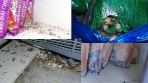 Κολλούσε τα ροκανισμένα τρόφιμα από αρουραίους με ταινία και τα έβαζε ξανά στα ράφια προς πώληση – Απίστευτες εικόνες