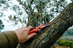 Ελαιόδεντρα: Η σημερινή Γεωργική Προειδοποίηση από το ΥΠΑΑΤ για κλάδεμα και ασθένειες