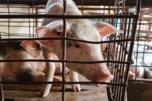 ΕΕ: Οργανώσεις πιέζουν για τερματισμό της εκτροφής σε κλουβιά και αυστηρότερα πρότυπα ευημερίας των ζώων