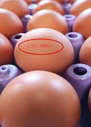 Αυγά ελευθέρας βοσκής προκάλεσαν 67 λοιμώξεις από σαλμονέλα – Σημαντικό να πλένετε τα χέρια σας όταν αγγίζετε αυγά