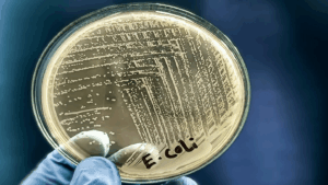 Διακοπή της κλινικής δοκιμής του εμβολίου E. coli από Sanofi και Johnson & Johnson
