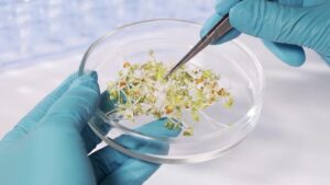 EFSA: Εκτίμηση κινδύνου για τα γενετικά τροποποιημένα φυτά και τη τεχνολογία RNAi