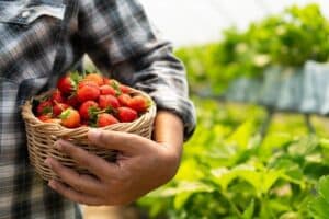 Είχαν κλειδωμένους 8 εργάτες γης στη Νέα Μανωλάδα Ηλείας