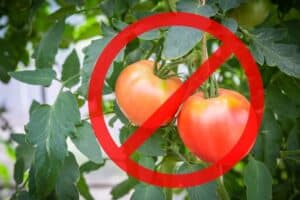 Το «φαινόμενο μπούμερανγκ» με τα φυτοφάρμακα: Τα απαγορεύουμε στην ΕΕ αλλά τα εξάγουμε σε χώρες απ’ όπου αγοράζουμε φθηνότερα τρόφιμα!