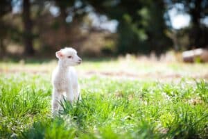 Vegan ακτιβίστρια κατηγορείται για κακοποίηση αρνιού