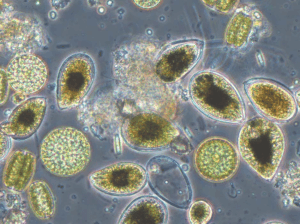 Νέος Κίνδυνος στην Ευρώπη: Η απειλή του Ostreopsis – 674 ασθένειες με συμπτώματα παρόμοια με γρίπη – Νέα έκθεση του EREN