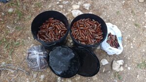 Παράνομο ψάρεμα: Ερασιτέχνες ψαράδες θα διοχέτευαν στην παράνομη αγορά 25 κιλά πετροσωλήνες