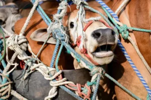ΕΕ: Ανοιχτή διαβούλευση για την αναθεώρηση της νομοθεσίας για την καλή μεταχείριση των ζώων