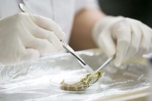 Γαρίδες σε καραντίνα: Επικίνδυνα παθογόνα  φέρνουν ανακλήσεις σε προϊόντα που πωλούνται σε μεγάλη αλυσίδα