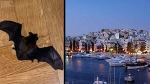 Πειραιάς: Πανικός σε διαμέρισμα 6ου ορόφου μετά από εισβολή μαύρης νυχτερίδας – Δείτε φωτογραφίες