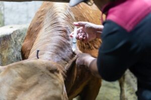 Μετά τον ΟΠΕΚΕΠΕ, ανησυχία για απάτες και στα κρούσματα ευλογιάς από το ΥΠΑΑΤ