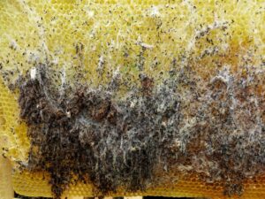 Θανάσιμο παράσιτο απειλεί τις μέλισσες – Συναγερμός στους μελισσοκόμους