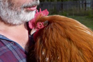 Και όμως! Οι κότες έχουν… άποψη για τους ανθρώπους – Δείτε τι αποκάλυψε επιστημονικό πείραμα