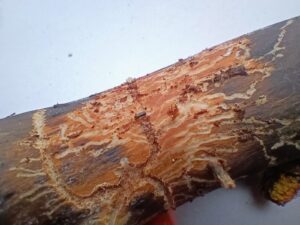 «Καρχαρίες» στο δάσος- Τα φλοιοφάγα έντομα επιτίθενται στα εξασθενημένα έλατα της Ελλάδας