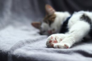 Νέα ευθανασία γάτας λόγω γρίπης των πτηνών από μολυσμένη τροφή – Σε πανικό οι ιδιοκτήτες κατοικιδίων