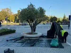 Θεσσαλονίκη: Ξεκινά η συγκομιδή ελιάς από τα ελαιόδεντρα του Δήμου για την παραγωγή δημοτικού ελαιόλαδου