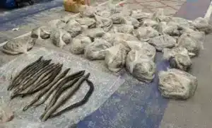 Ισχυρό πλήγμα σε λαθρεμπόριο χελιών αξίας 3 δις ευρώ