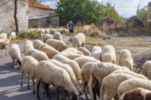 Ελλάδα: Ανεπανόρθωτη η καταστροφή από τη θανάτωση προβάτων Πελαγονίας χωρίς τη διατήρηση DNA