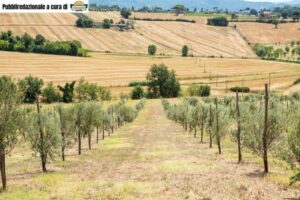 Τα «σούπερ ελαιόδεντρα» που φέρνουν επανάσταση στην παραγωγή ελαιολάδου