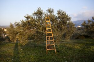 Οι αλλοδαποί υψηλό μεροκάματο, οι Έλληνες καφενείο. Ποιος θα μαζέψει τις ελιές; – Η άποψη ενός ειδικού