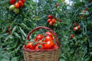 Πόσο ακριβώς κοστίζει η φθηνή ντομάτα; Η «μαύρη» πραγματικότητα του ευρωπαϊκού αγροτικού θαύματος
