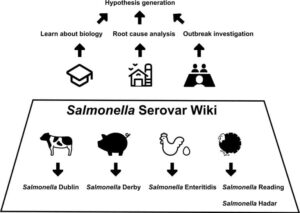 Salmonella Serovar Wiki: Νέο διαδικτυακό εργαλείο για συστηματική ενημέρωση σχετικά με τους ορότυπους της Salmonella