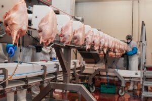 Θεριεύει η σαλμονέλα στα πτηνοτροφεία: Η βιομηχανία γράφει τους κανόνες και οι Αρχές υποχωρούν – Πενταετής ανάλυση στοιχείων