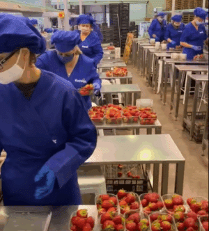 Ισπανικός Κολοσσός εξαγόρασε την ελληνική εταιρεία Kyriazis Strawberries