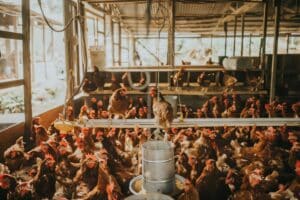 Ευρωπαϊκή έκθεση «καίει» McDonald’s και KFC για την ευζωία των κοτόπουλων