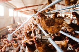 Αυγά από κλωβοστοιχίες εισβάλλουν στη βρετανική αγορά – Έκθεση ζητά επειγόντως συστηματικούς ελέγχους στα σύνορα