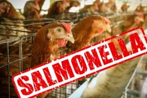 Γιατί η Salmonella Infantis δεν μπορεί να εξαλειφθεί από τις πτηνοτροφικές μονάδες – Μελέτη