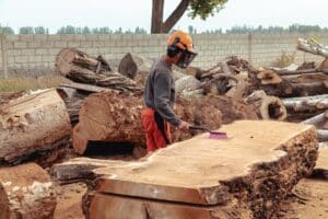 «Κενό» στην ασφάλεια της ξυλείας: Γιατί η νέα αμερικανική μέθοδος επεξεργασίας δεν πείθει απόλυτα την EΕ