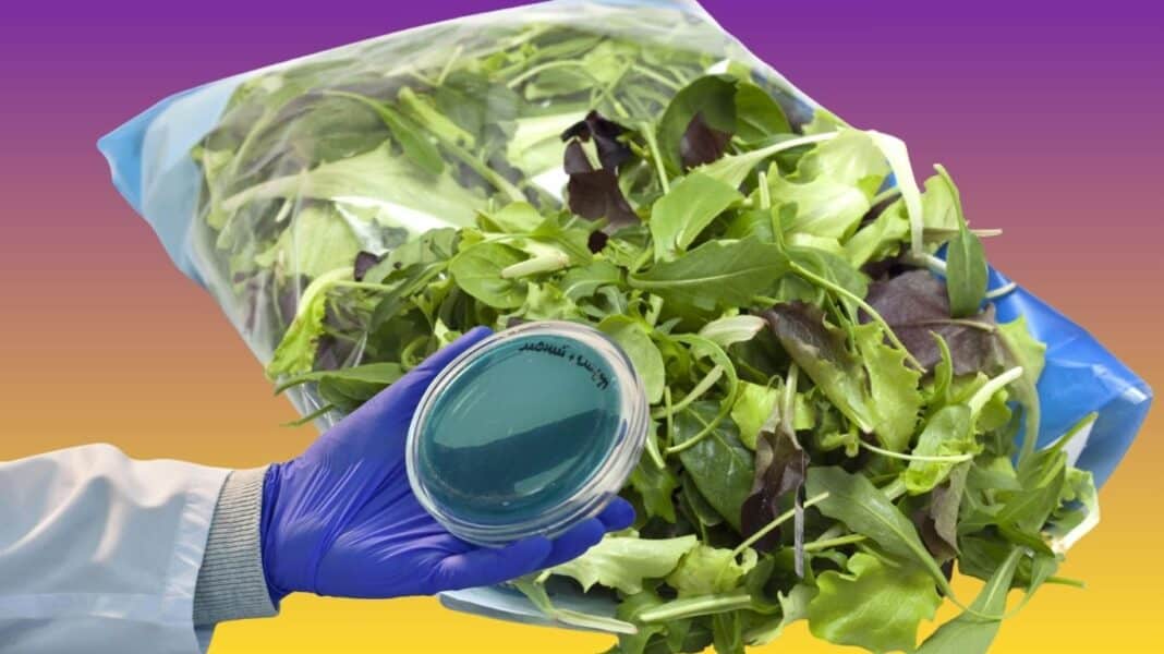 Salmonella στο εργαστήριο: Γιατί ένα αρνητικό αποτέλεσμα δεν σημαίνει πάντα ότι το τρόφιμο είναι ασφαλές