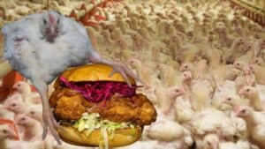 «Κοτόπουλα – τέρατα» χρησιμοποιούνται σε McDonald’s, KFC και Burger King στην Ιταλία σύμφωνα με καταγγελία της Essere Animali (φωτό και βίντεο)