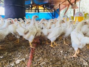Κοτόπουλα: Η Νορβηγία δεσμεύεται για τον τερματισμό της θανάτωσης των αρσενικών νεοσσών
