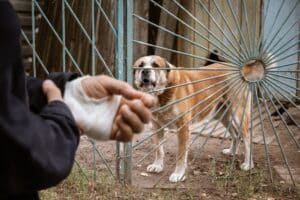 Εντοπισμός κρούσματος λύσσας στη Γερμανία από παράνομη εισαγωγή σκύλου