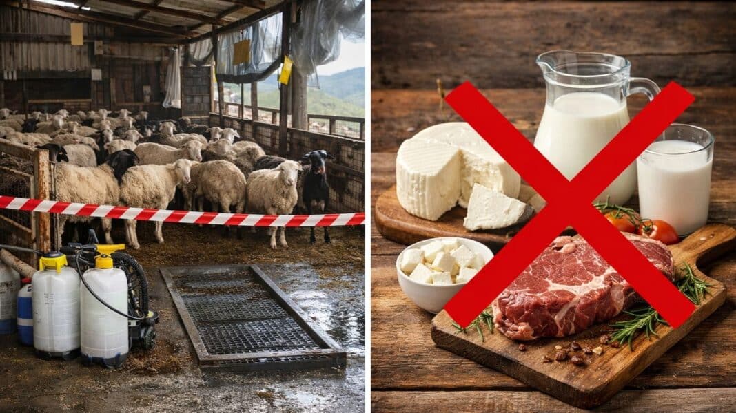 Η Λέσβος σε απόγνωση: Σκάβουν λάκκους για το γάλα, Πάσχα με εισαγόμενα αρνιά - Cibum.gr