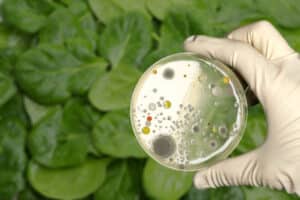 Πώς εξαπλώνεται η E. coli στα χωράφια: Απαντήσεις μετά από πέντε χρόνια έρευνας