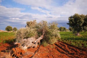 Πρόστιμο έως και 240.000 ευρώ γιατί ξερίζωσε 80 ελαιόδεντρα χωρίς άδεια