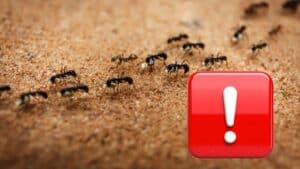 Μετέφερε στις αποσκευές 2.000 ζωντανά μυρμήγκια και συνελήφθη