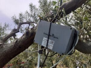 Αγουρέλαιο Χαλκιδικής: Νέο πρωτόκολλο παραγωγής με ευφυή γεωργία - Cibum.gr