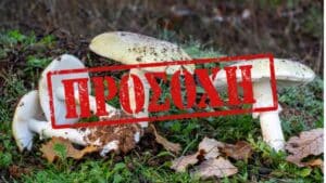 Το θανατηφόρο μανιτάρι πίσω από περιστατικά οξείας ηπατικής ανεπάρκειας σε Ελλάδα και Κίνα
