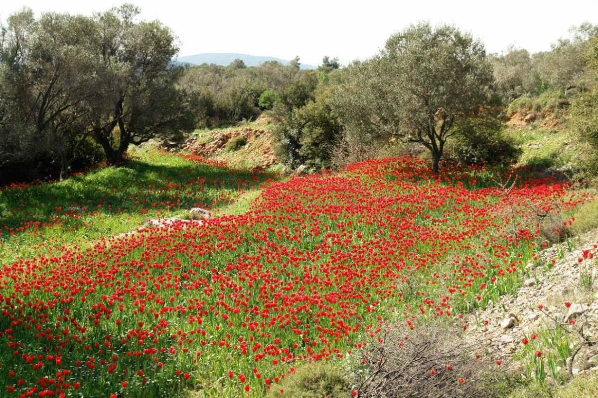 Στα κόκκινα λιβάδια της Χίου με τις τουλίπες της Λαμπρής - Cibum.gr