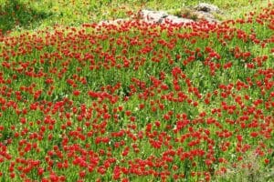Στα κόκκινα λιβάδια της Χίου με τις τουλίπες της Λαμπρής - Cibum.gr