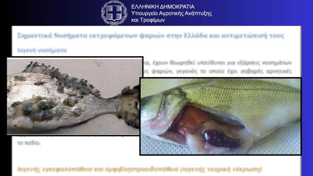 Σοκαριστικές εικόνες από ελληνικές ιχθυοκαλλιέργειες: Οδηγός του ΥΠΑΑΤ αποκαλύπτει ψάρια γεμάτα πληγές, παραμορφώσεις, παράσιτα και λοιμώξεις